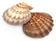 Polished Sea Shell Lions Paw Half Brown