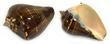 Polished Sea Shell Melongena Patula Chocolate Large