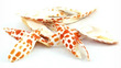 Sliced Sea Shell Mitra Side Cut Orange and White 20 pack