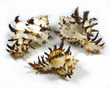 Sea Shell Murex Endiva Hi-Spine Mini