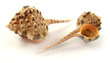 Sea Shell Murex Haustellum Medium