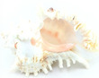 Sea Shell Murex Ramosus Medium