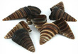 Sliced Sea Shell Teles Side Cut Dark Brown 20 pack