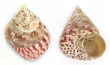 Polished Sea Shell Trochus Strawberry Small