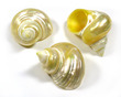 Polished Sea Shell Turbo Goldmouth Medium