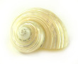Polished Sea Shell Turbo Silvermouth Small