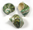 Polished Sea Shell Turbo Turquoise Banded Small