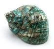 Polished Sea Shell Turbo Burgess Green Large