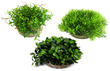 Sydeco Aquarium Plant Water Ball 