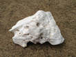 White Holey Rock 