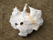 White Holey Rock 