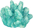 Coral Impressions Cats Paw Mini Blue