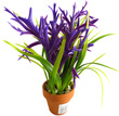 Sydeco Aquarium Plant Display in Pot