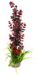 Sydeco Colour Aquarium Plant Display Large - 34cm
