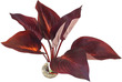 Sydeco Aquarium Plant Wild Star Anubius Red