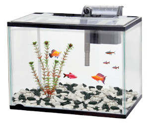 Classica Aquarium Starter Kit 21L The Aquarium Shop Australia