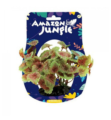 Amazon Jungle Flame Castella Display 10-12cm Small