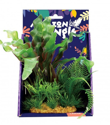 Amazon Jungle Mixed Aponogeton Display 20cm Large