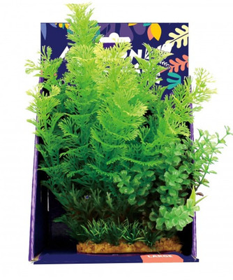 Amazon Jungle Mixed Cabomba Display 20cm Large