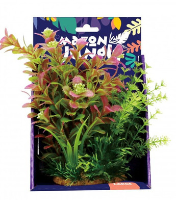 Amazon Jungle Mixed Ludwigia Display 20cm Large