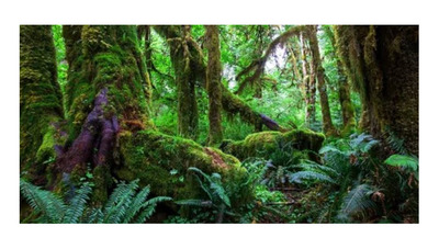 Amazon Rainforest Poster Background  for Aquarium Terrarium Vivarium