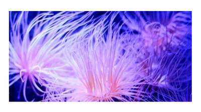 Anemone Poster Background  for Aquarium Terrarium Vivarium