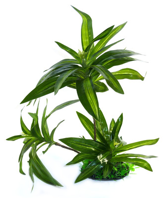 Aqua Dekore Brazillian Palm Plant Medium