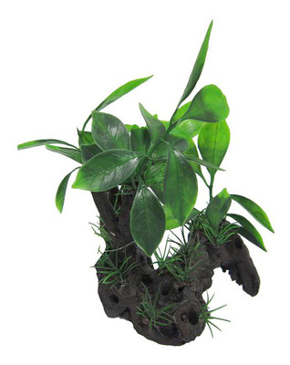 Aqua Dekore Exotic Plant Replica Anubius on 3 Point Log