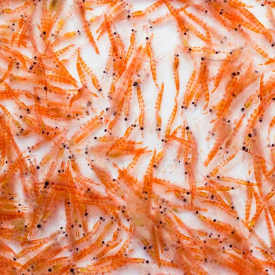 Antarctic Krill