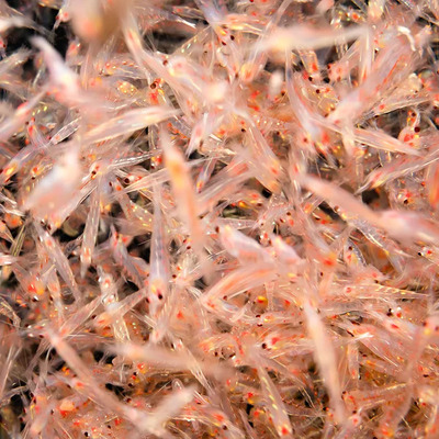 Brine Shrimp