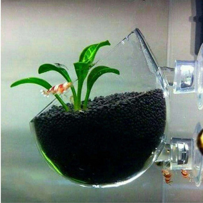 Aquatic Plant Glass Polka Pot With Suction Cup Tank Attachment