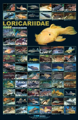 Azoo High Gloss Poster Loricariidae (L Number)