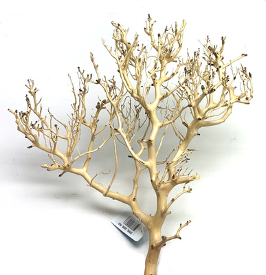 Coral Wood Medium 22 to 30cm