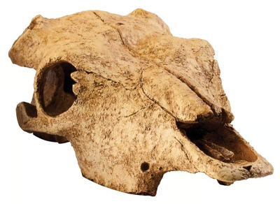 Exo Terra Buffalo Skull Medium