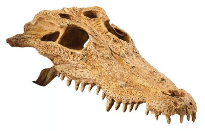 Exo Terra Crocodile Skull Medium