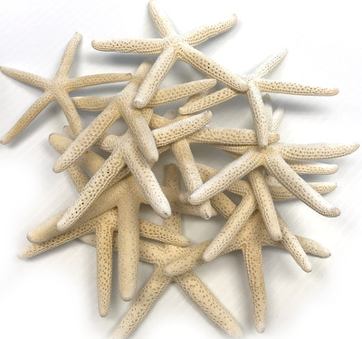 Finger Starfish White Flat Medium
