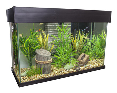 Fluval Accent Aquarium 95l Expresso The Aquarium Shop Australia
