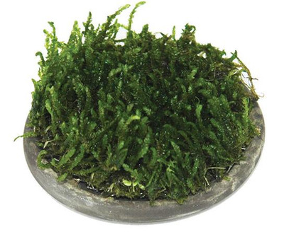 ISTA Plant/Moss Cultivation Plate Round 5cm