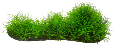 Aqua Dekore Micro Sword Aquarium Plant Medium