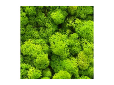 Moss Wall Poster Background  for Aquarium Terrarium Vivarium