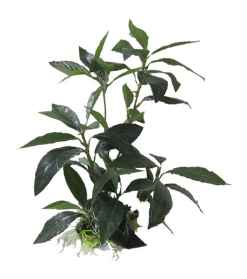 Tall Shade Leaf Plant 28cm