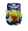 Amazon Jungle 4 Leaf Clover Display 10-12cm Small