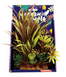 Amazon Jungle Amazon Spike Grass Display 20cm Large