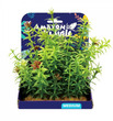 Amazon Jungle Anacharis Display 15cm Medium