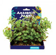 Amazon Jungle Ludwigia Display 15cm Medium