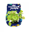 Amazon Jungle Pennywort Display 10-12cm Small