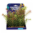 Amazon Jungle Red Anacharis Display 15cm Medium