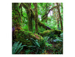 Amazon Rainforest Poster Background  for Aquarium Terrarium Vivarium