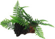 Aqua Dekore Exotic Plant Replica Twin Ferns on Log