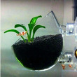 Aquatic Plant Glass Polka Pot  With Suction Cup Tank Attachment